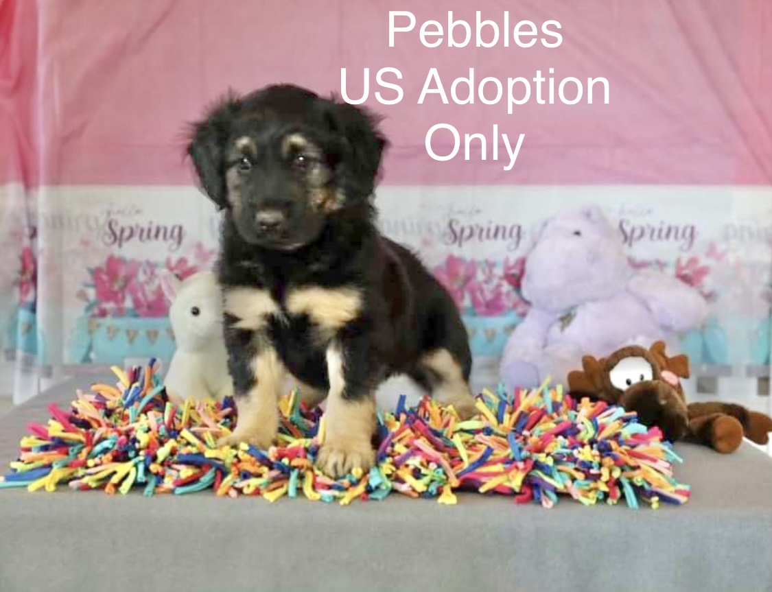 Belle (fka Pebbles)