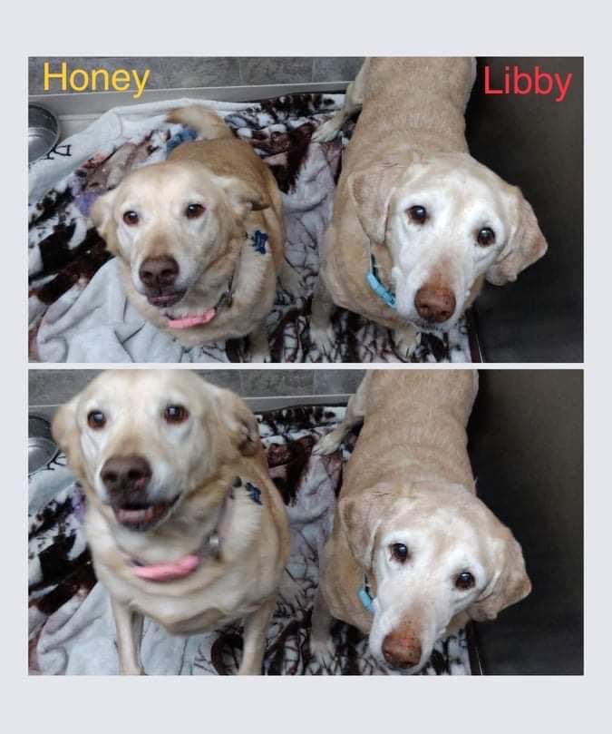 Honey and Libby