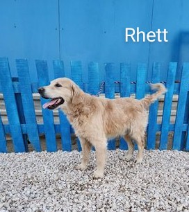 Rhyder (fka Scarlett) and Rhett BONDED PAIR