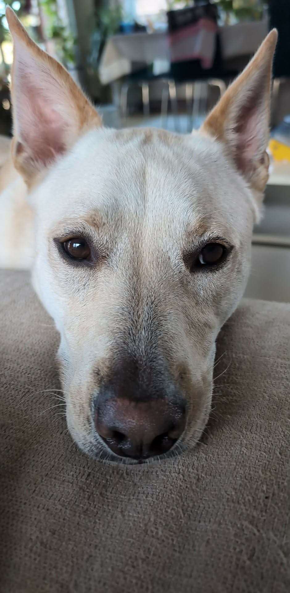 Emmy