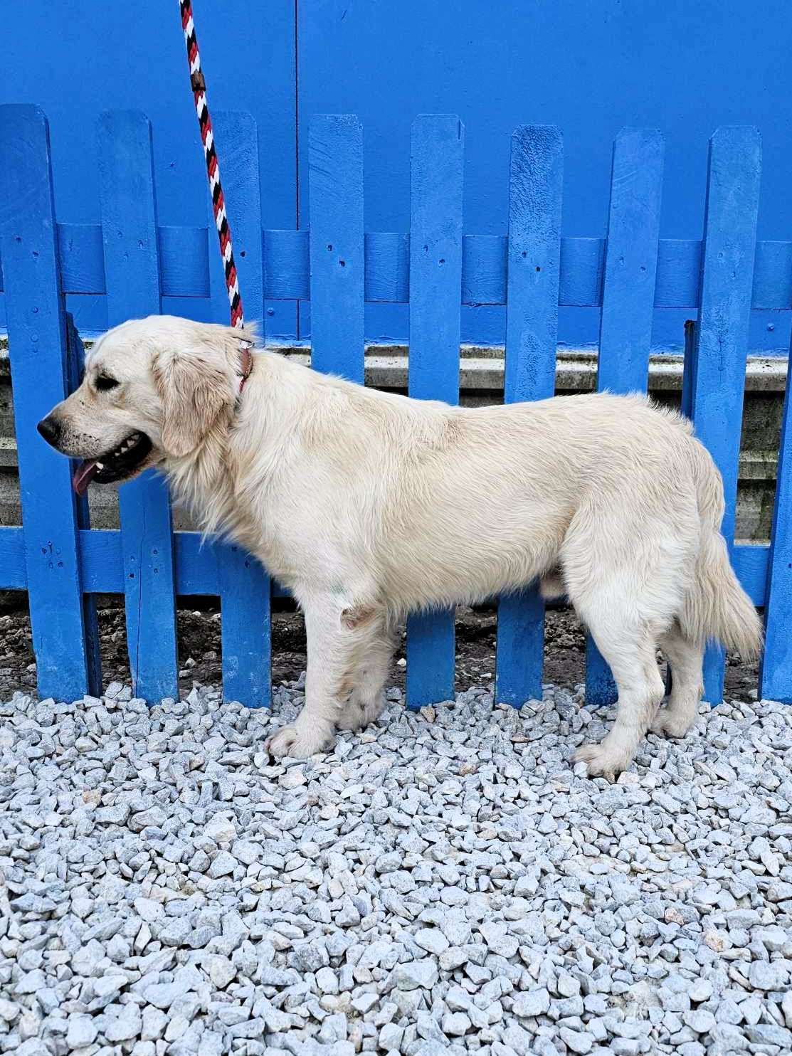 *ADOPTED* <br> Baker