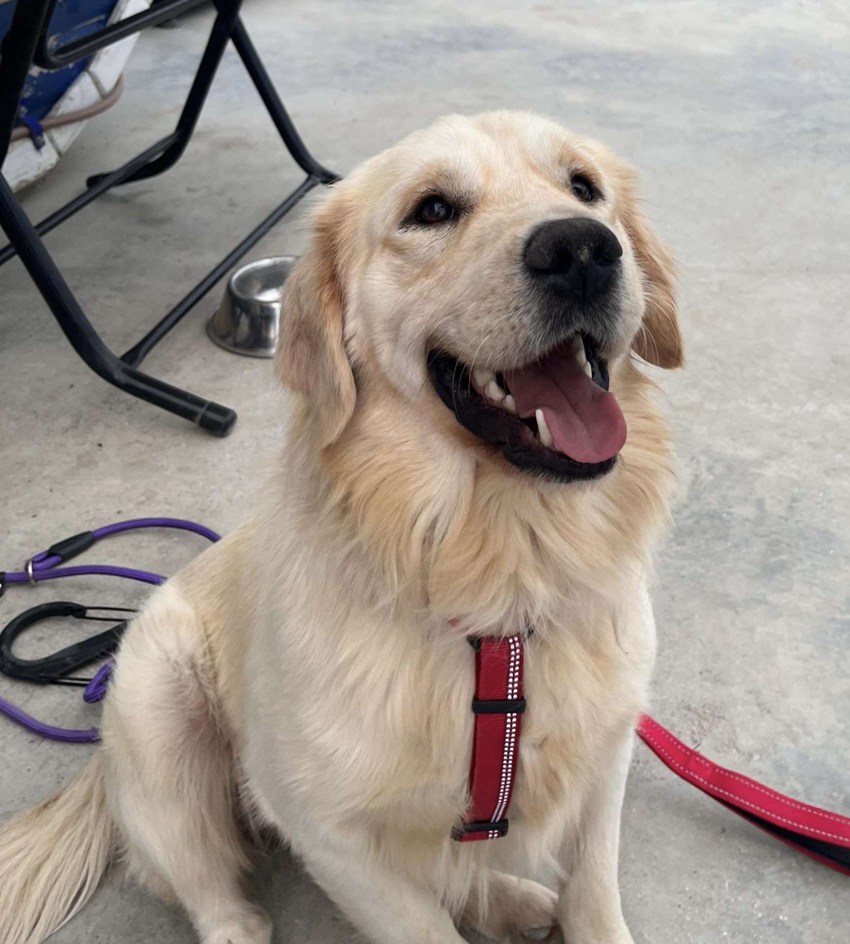 *ADOPTED* <br> Baker