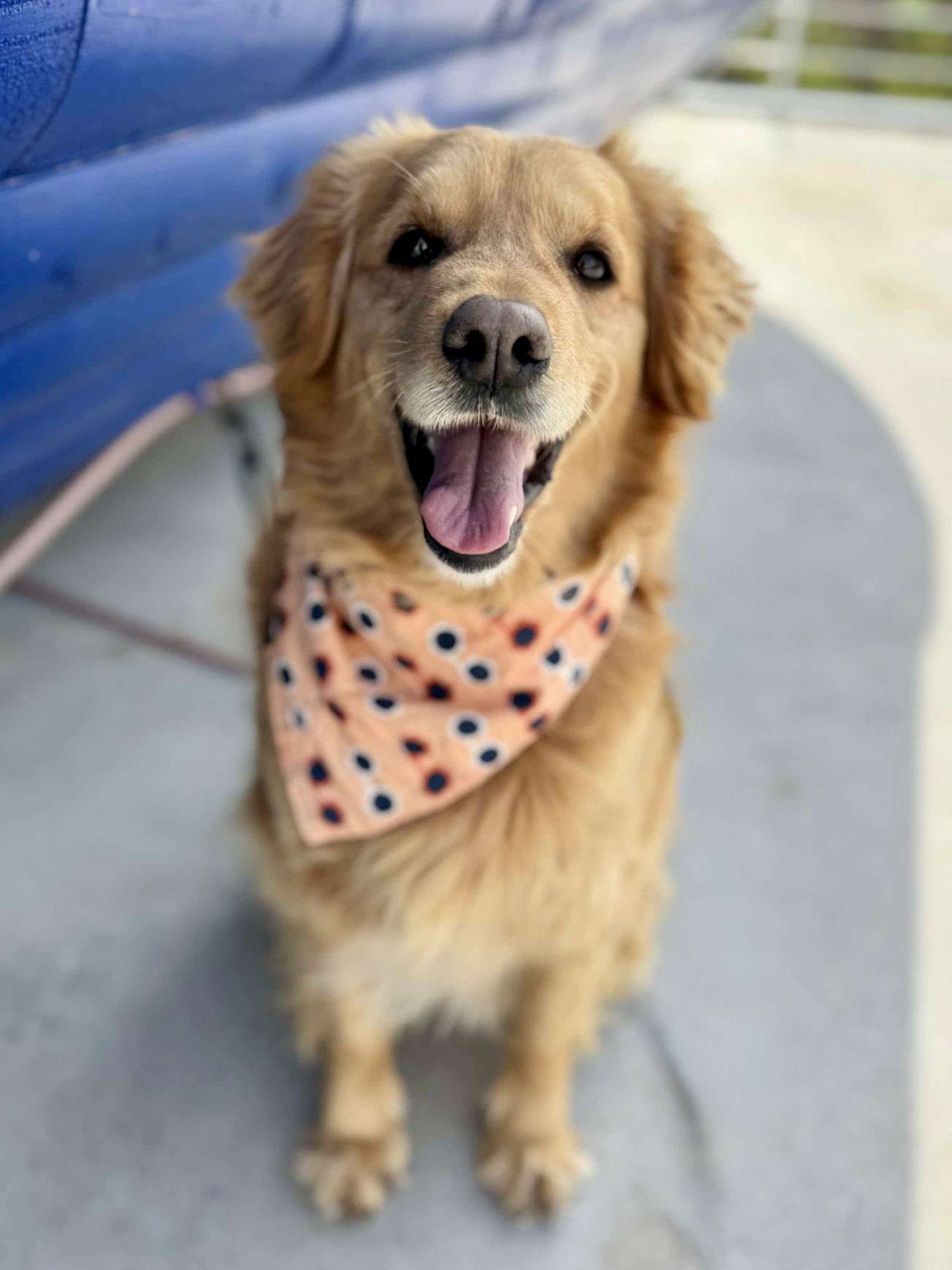 Addie 