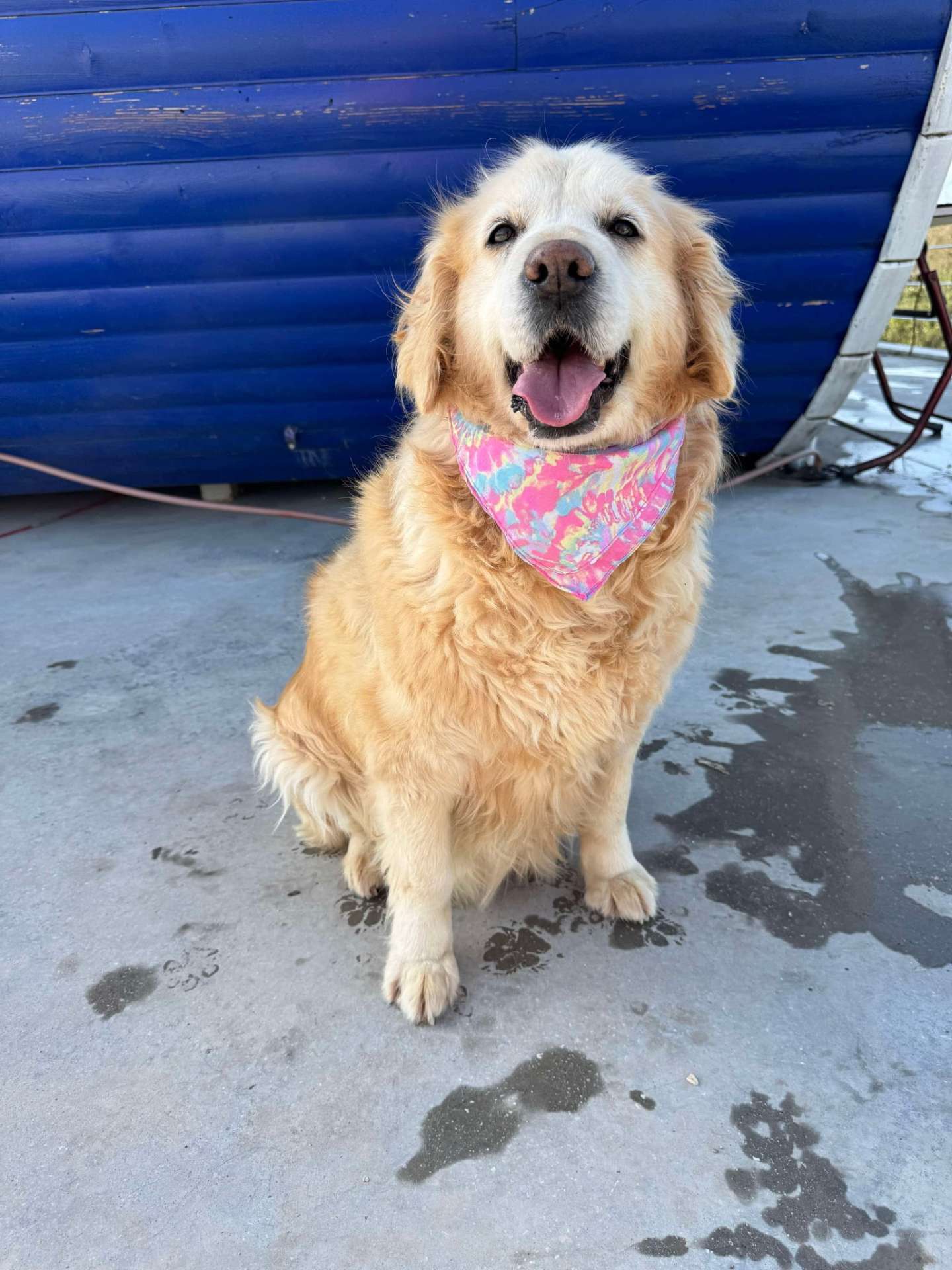 Goldilocks - Application Limit Exceeded