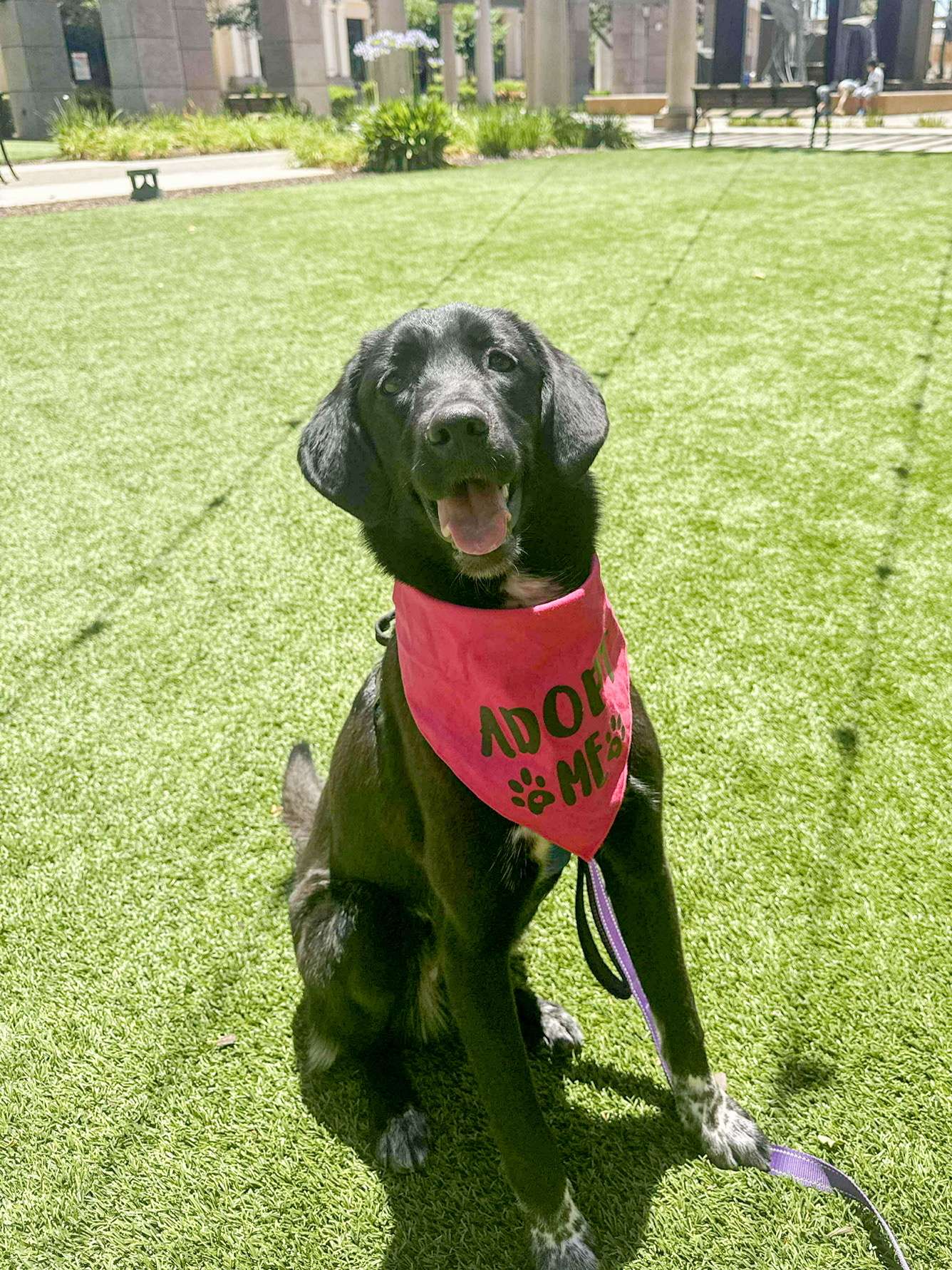 Gracie 