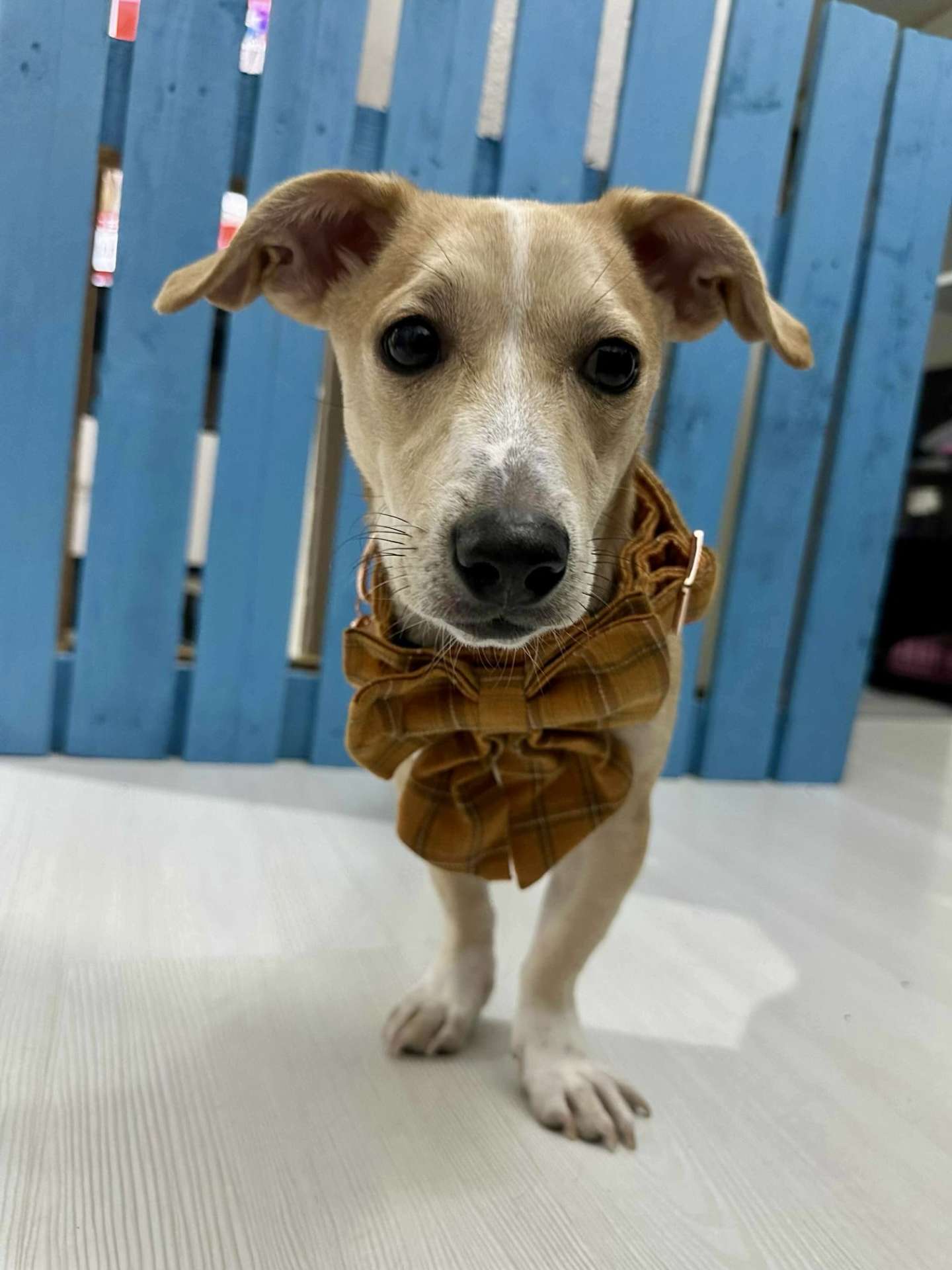 Dolly