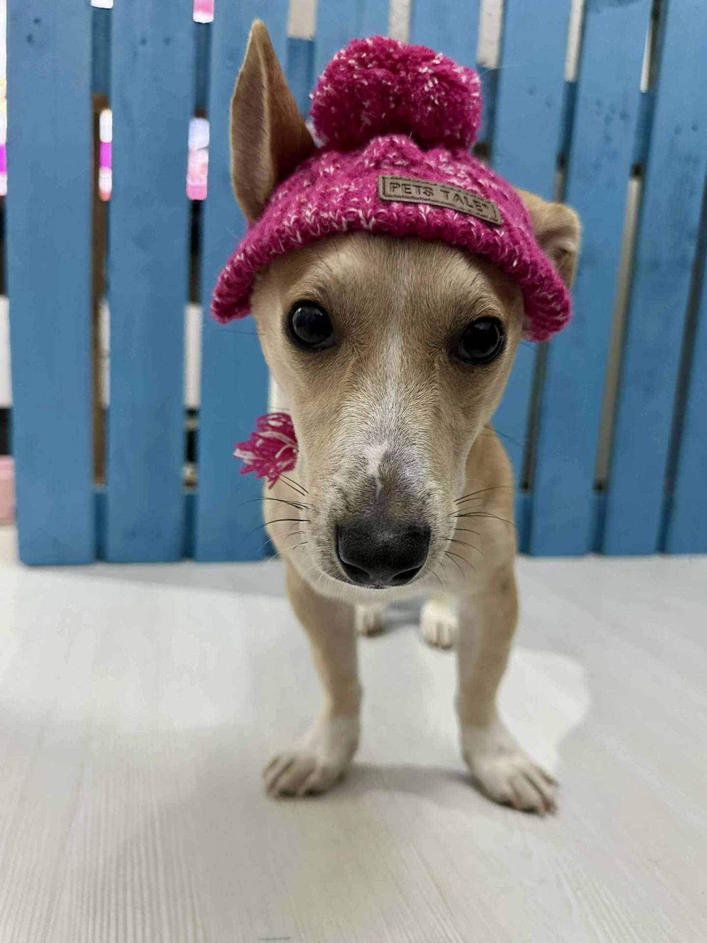 Dolly