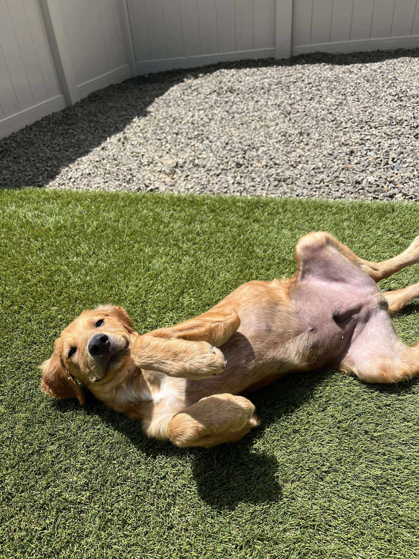 Banjo 