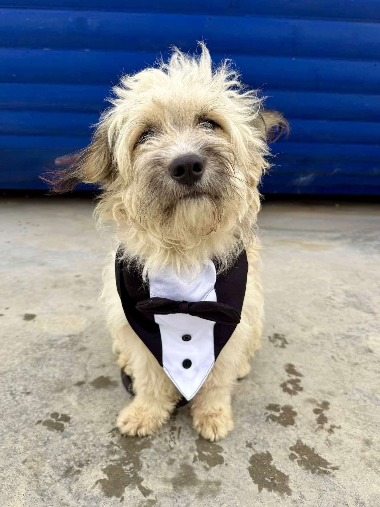 Pedro