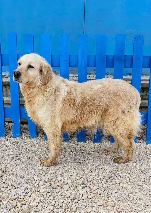 Maggie