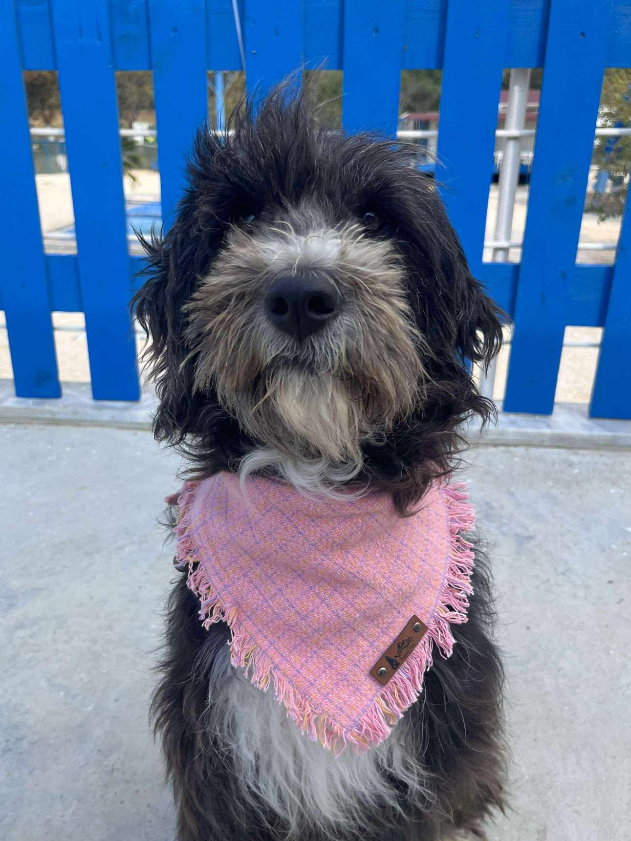 Effie  APPLICATION LIMIT EXCEEDED