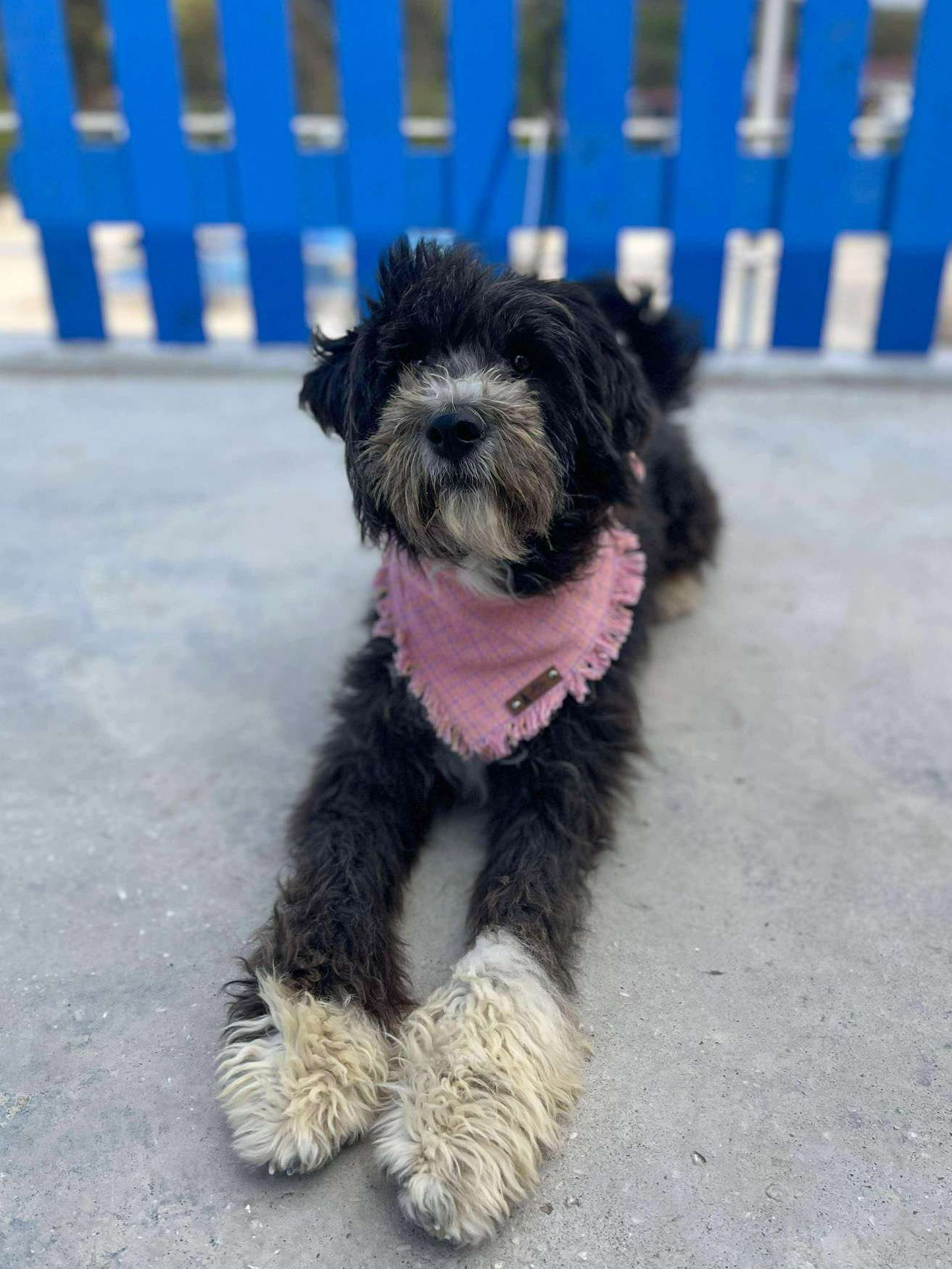 Effie  APPLICATION LIMIT EXCEEDED