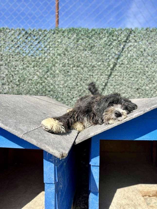 Effie  APPLICATION LIMIT EXCEEDED