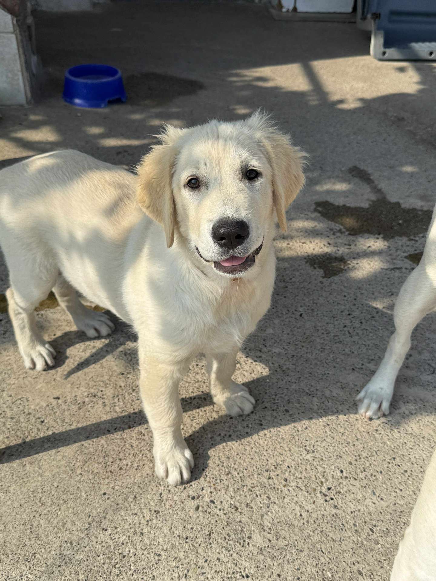 Huckleberry 