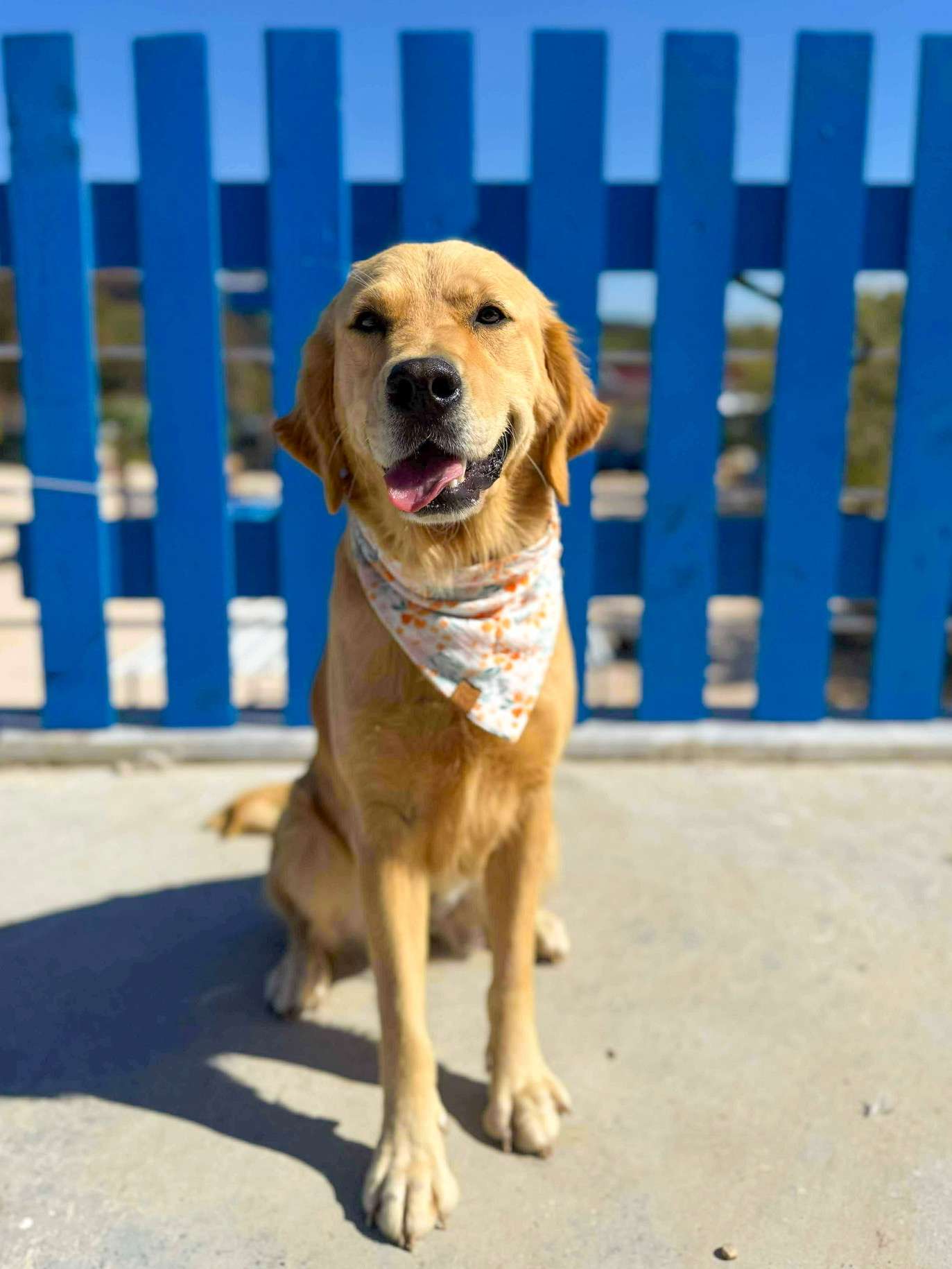 Alya - Application Limit Exceeded 