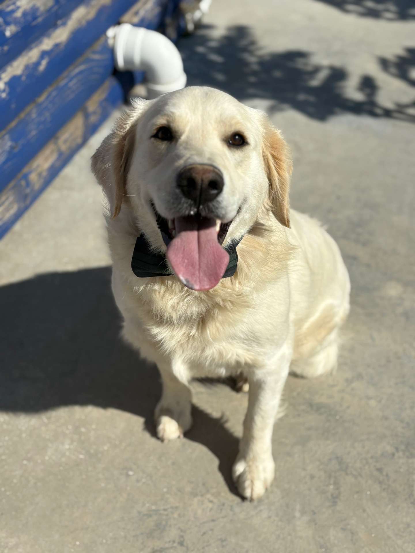 Logan 