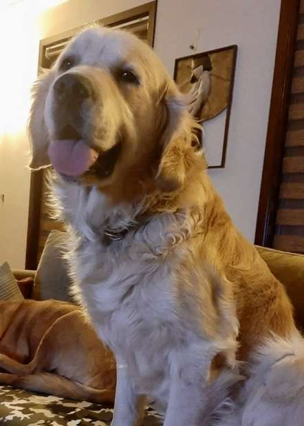 Boris- Application Limit Exceeded