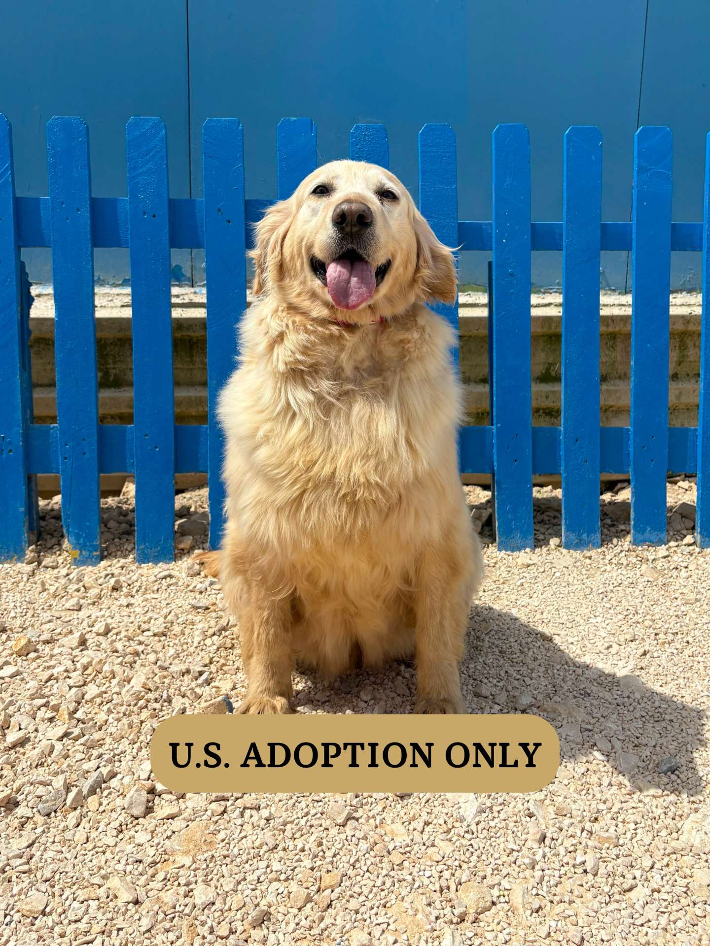 Lainey - Application Limit Exceeded