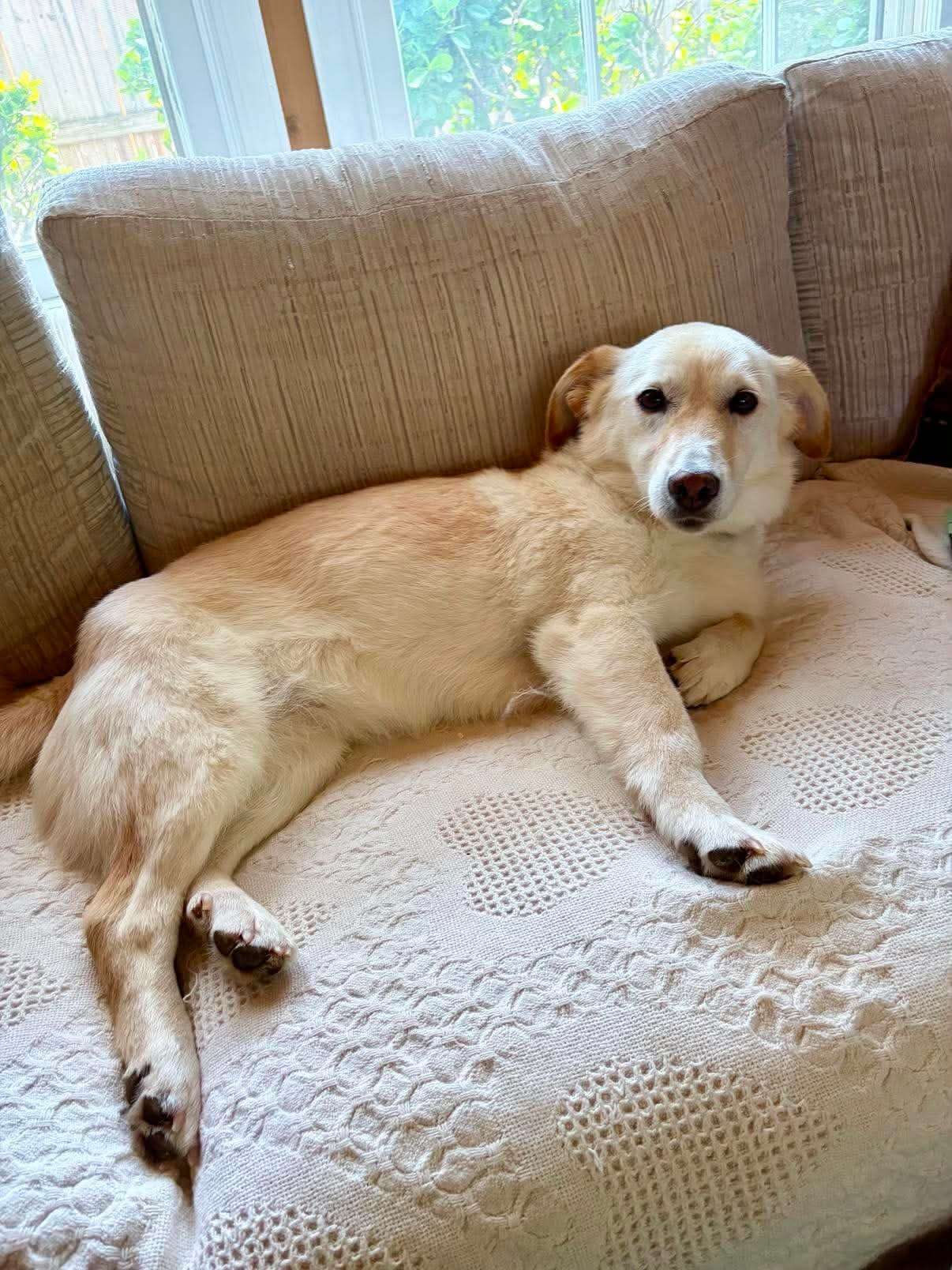 *ADOPTED* <br> Diamond 