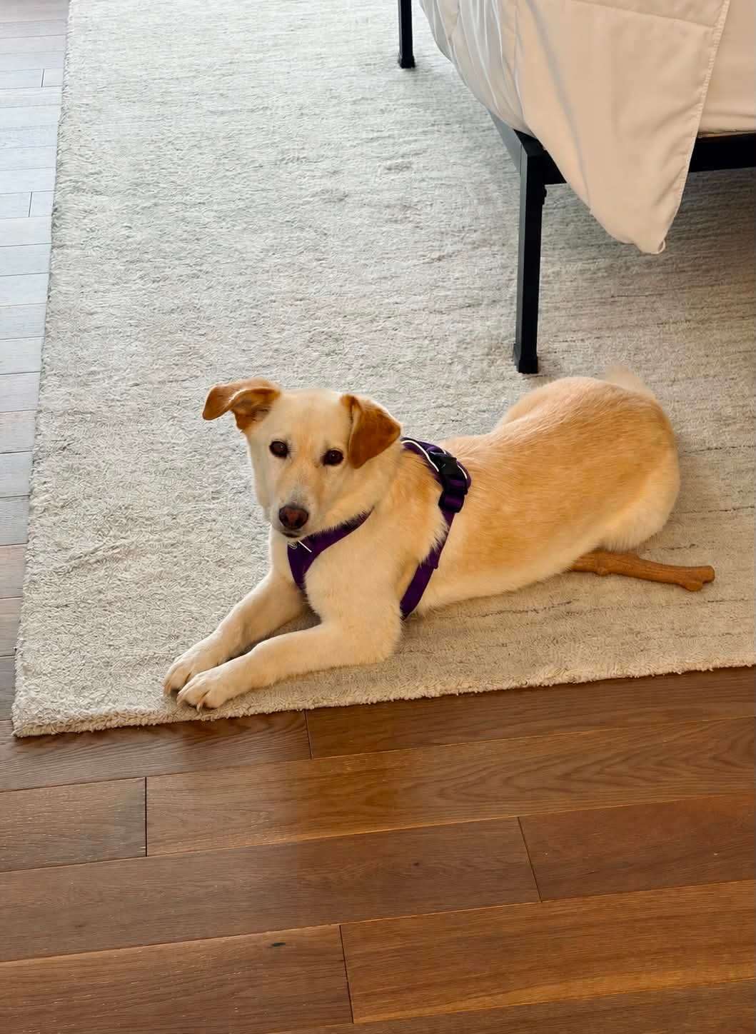 *ADOPTED* <br> Diamond 