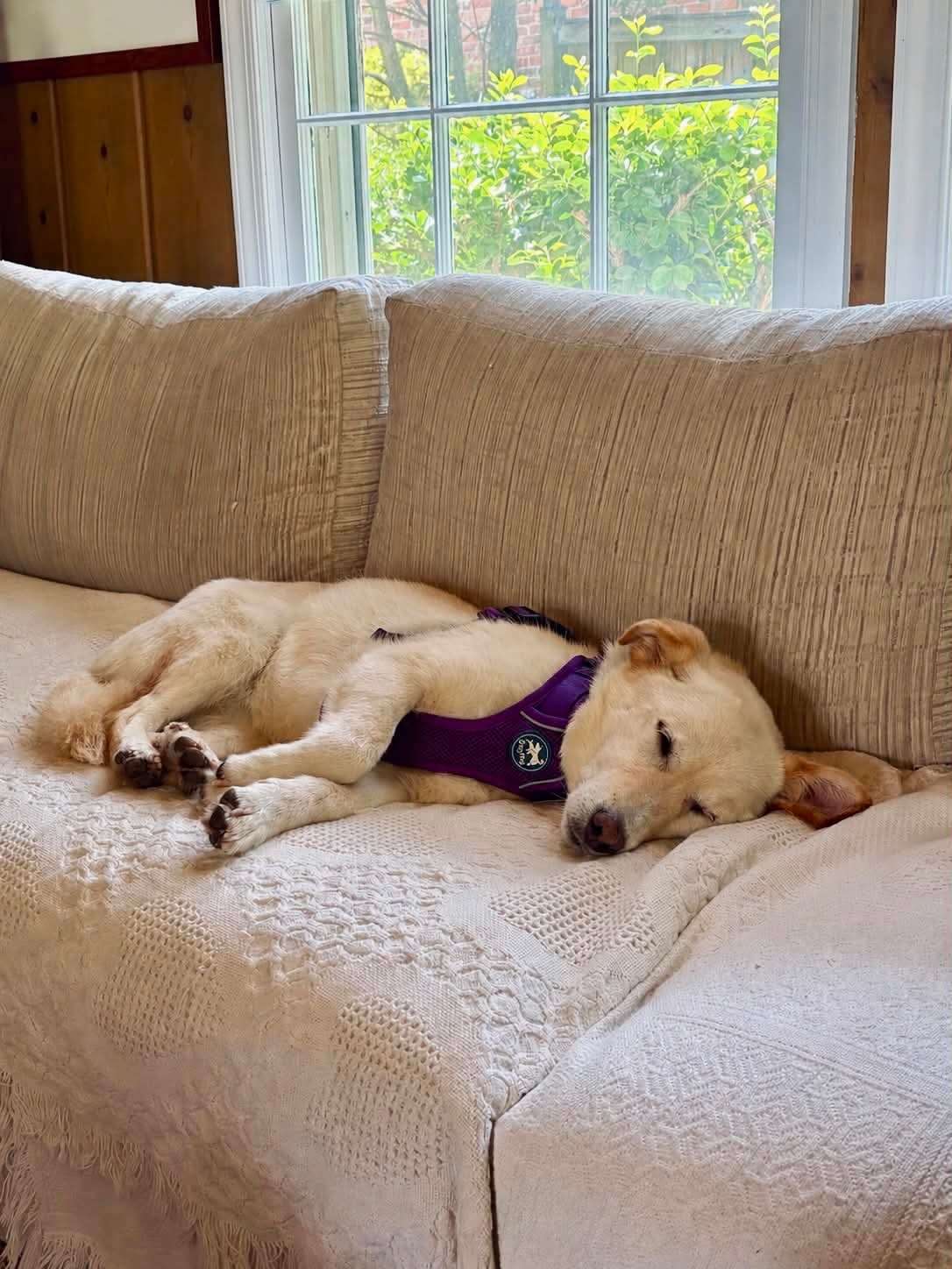 *ADOPTED* <br> Diamond 