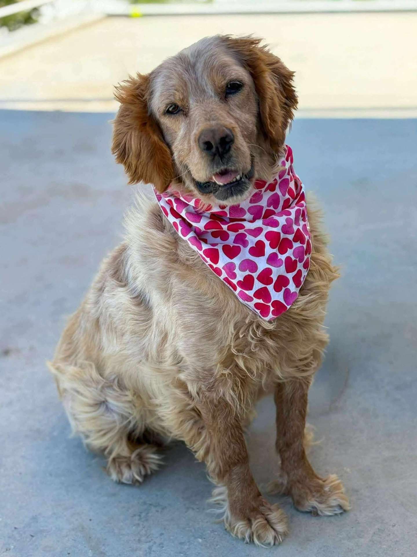 Darla 