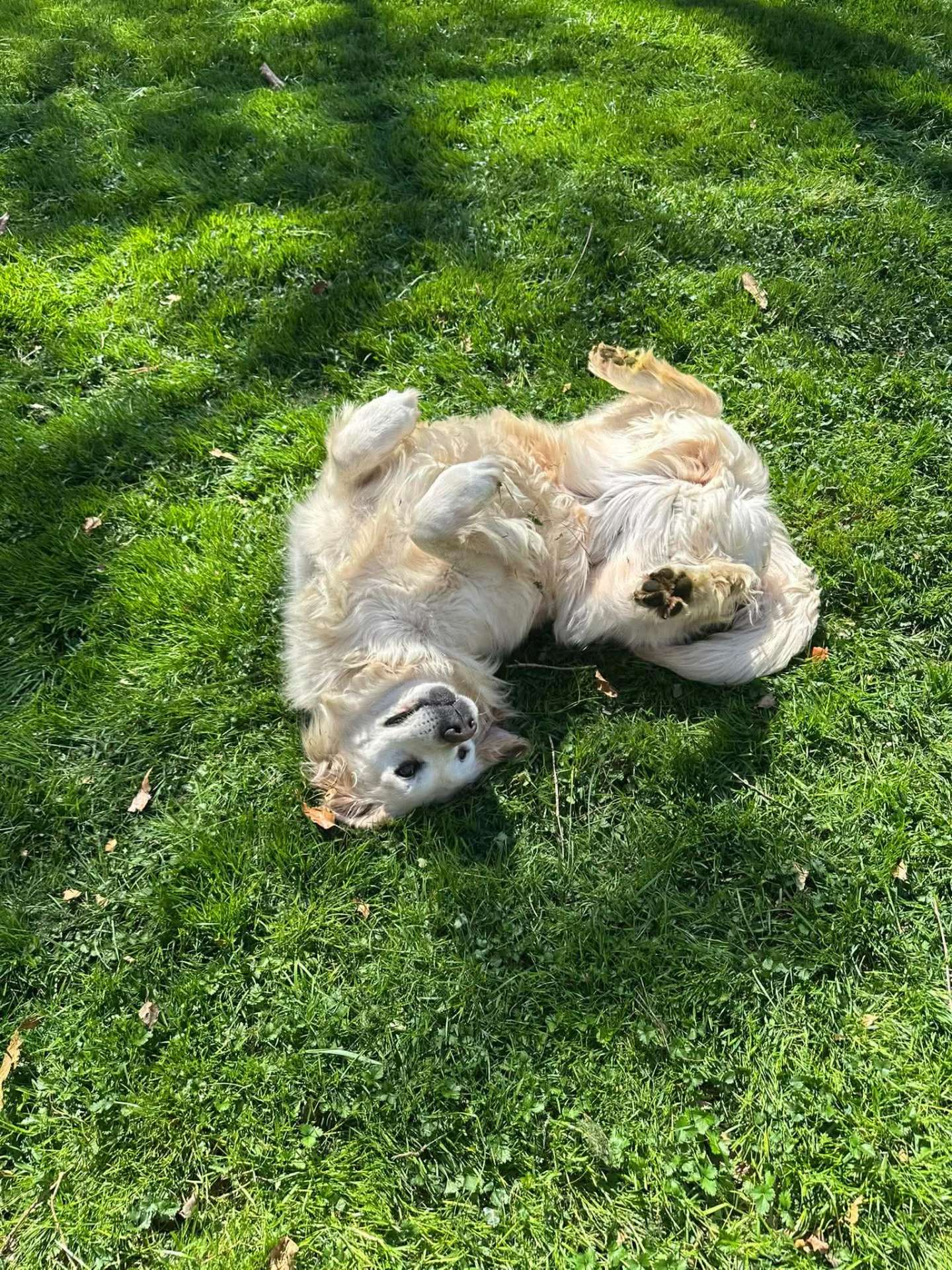 *ADOPTED* <br> Peaches   