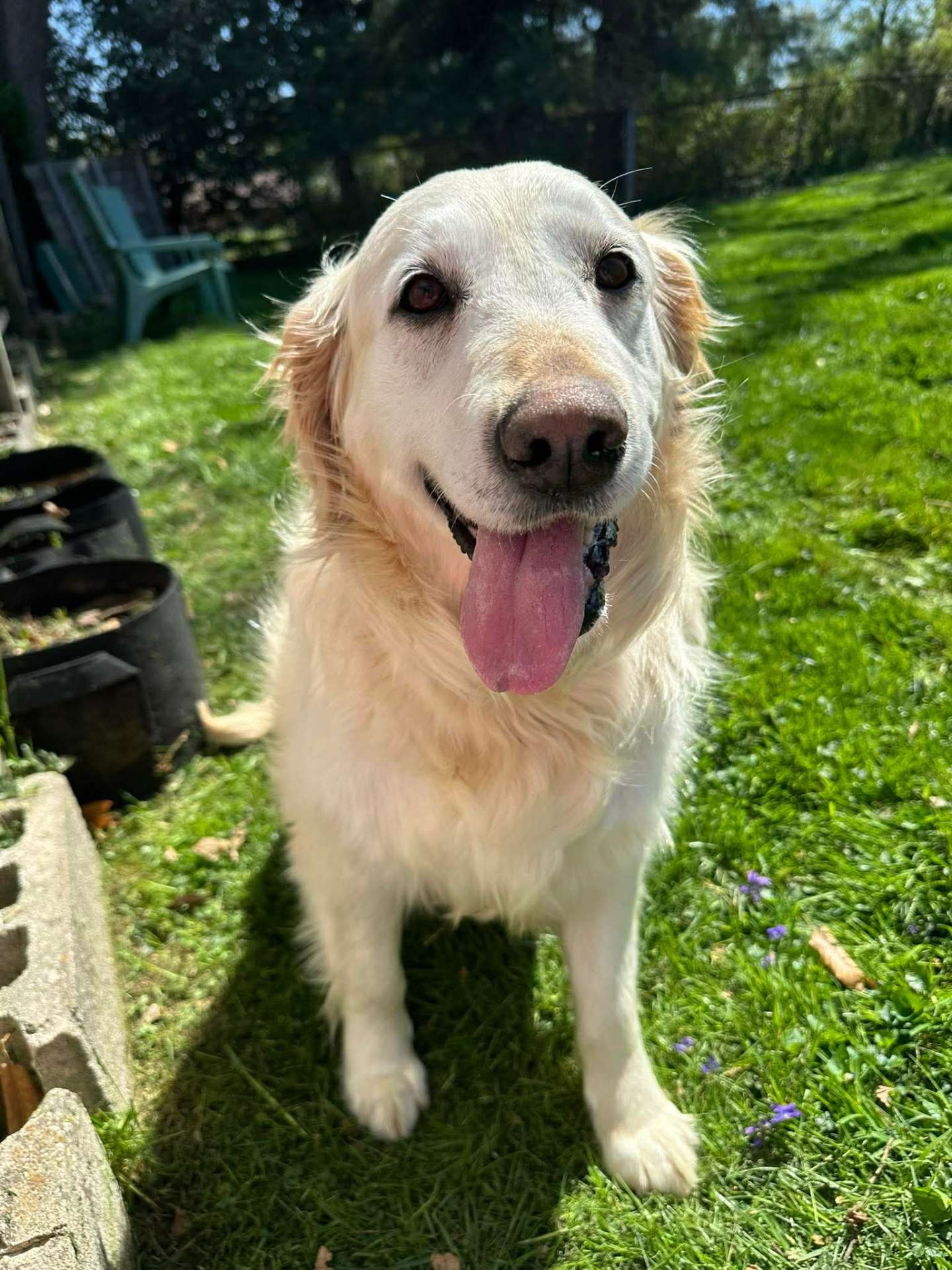 *ADOPTED* <br> Peaches   