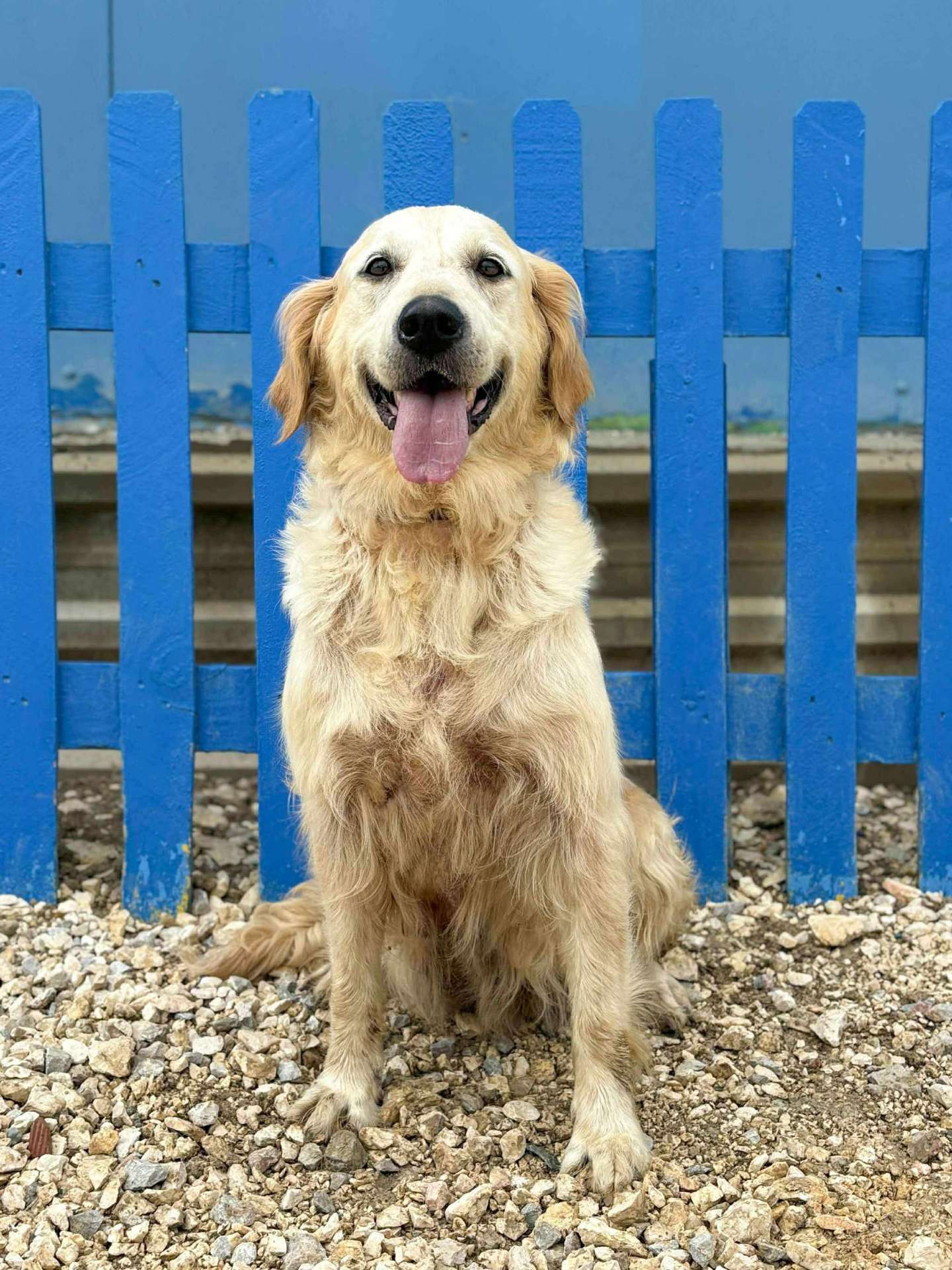 *ADOPTED* <br> Peaches   