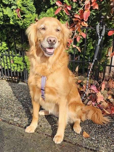 Orca - Application Limit Exceeded 