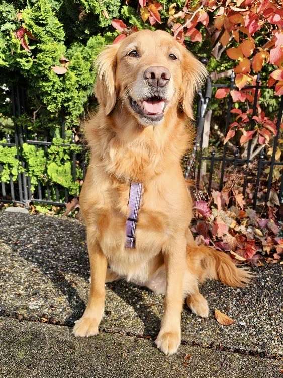 Orca - Application Limit Exceeded 