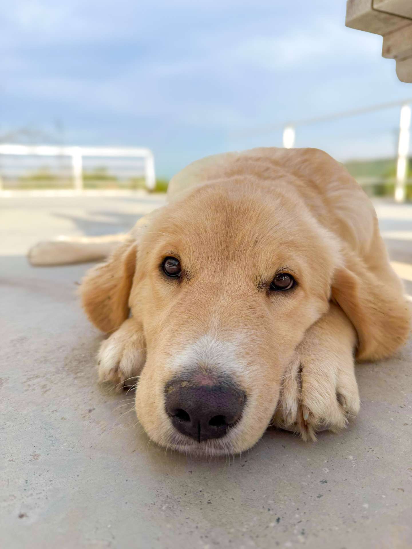 Amy - Application Limit Exceeded