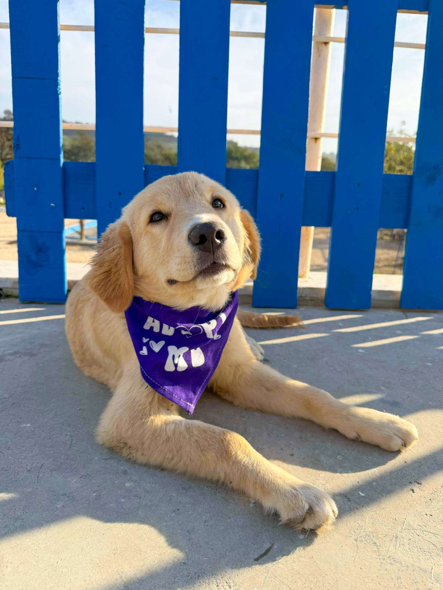 Amy - Application Limit Exceeded