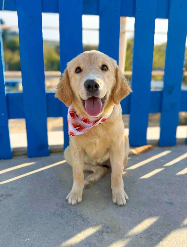 Amy - Application Limit Exceeded