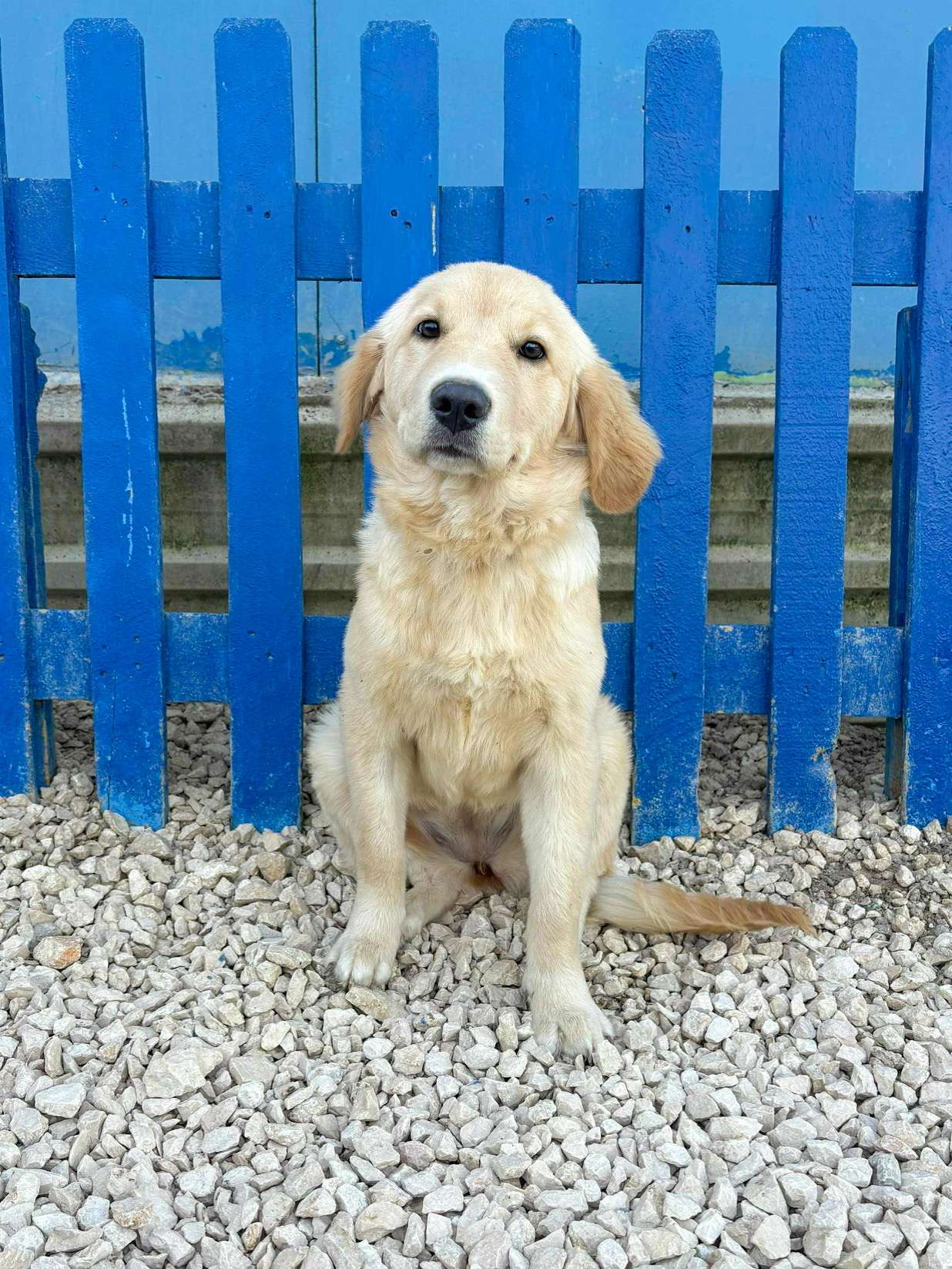 Amy - Application Limit Exceeded