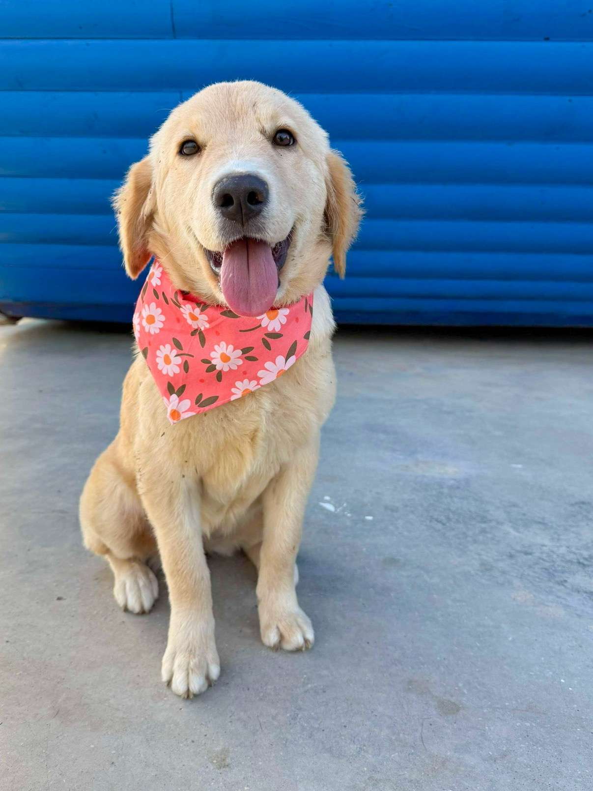 Amy - Application Limit Exceeded