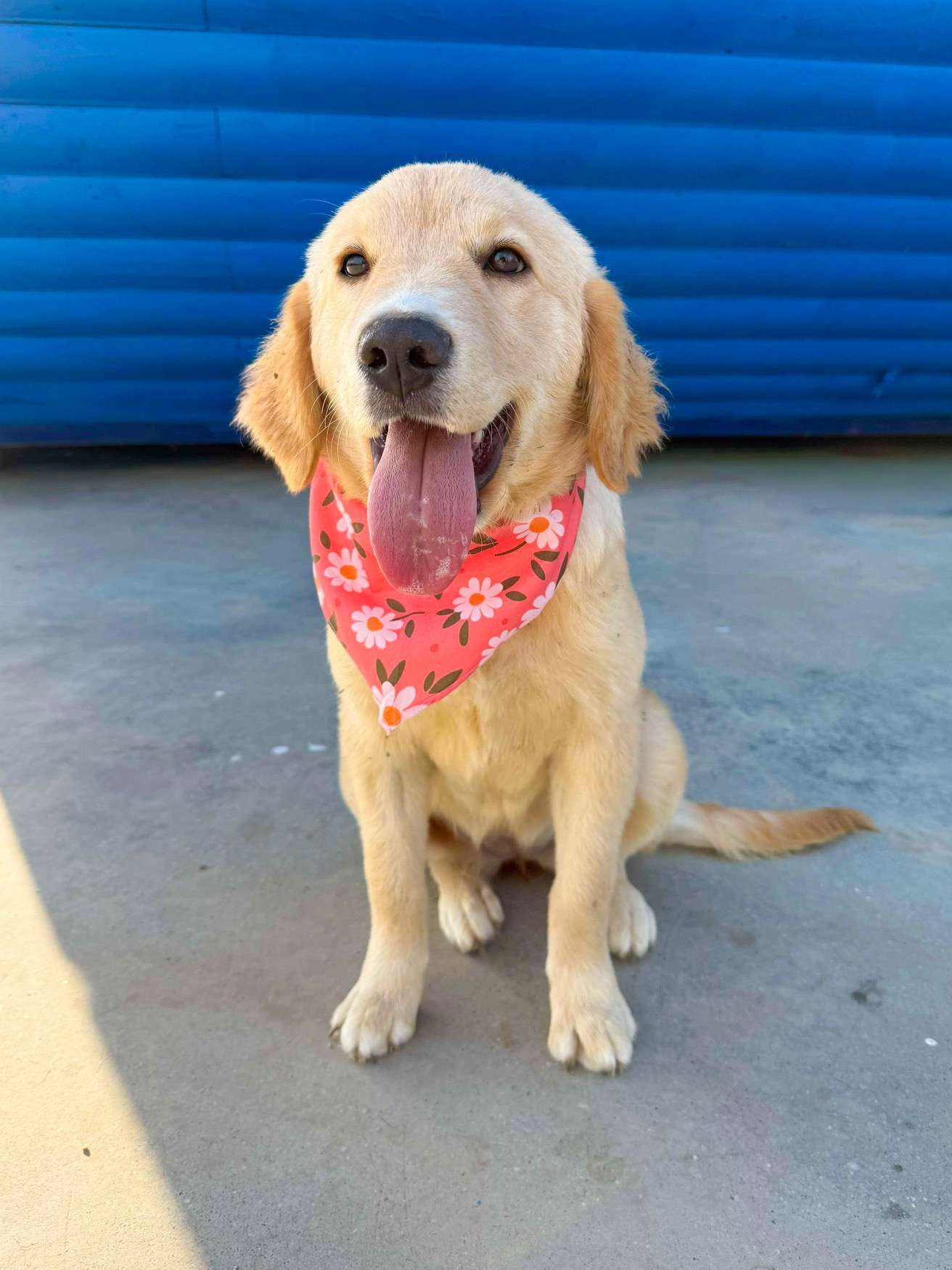 Amy - Application Limit Exceeded