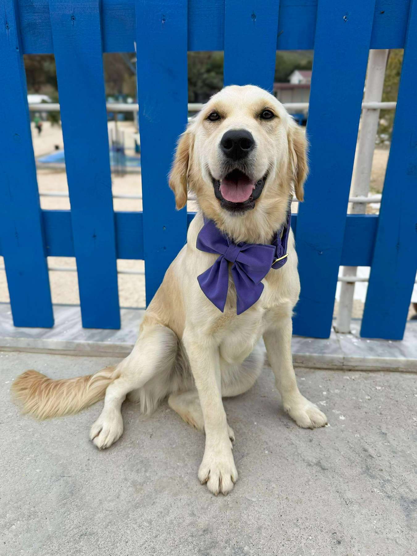 Apricot - Application Limit Exceeded