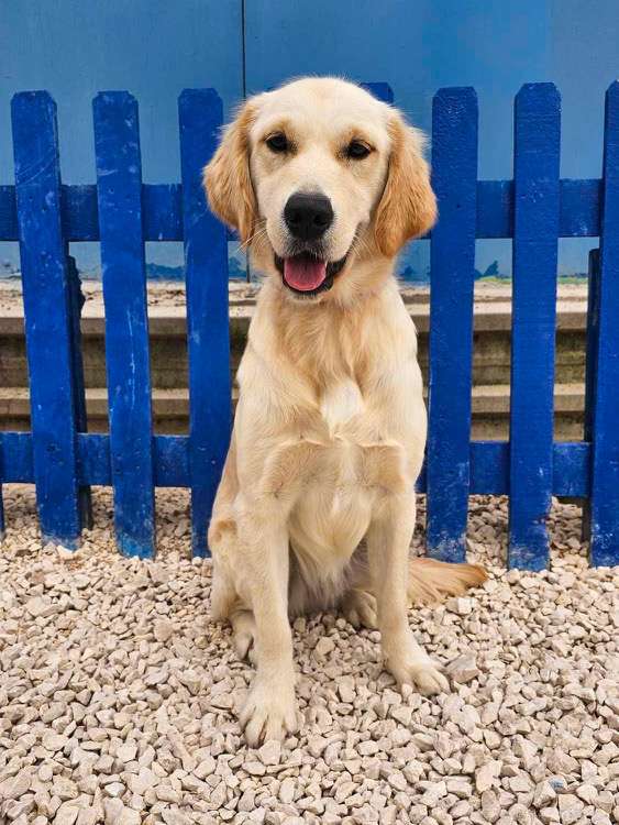 Apricot - Application Limit Exceeded