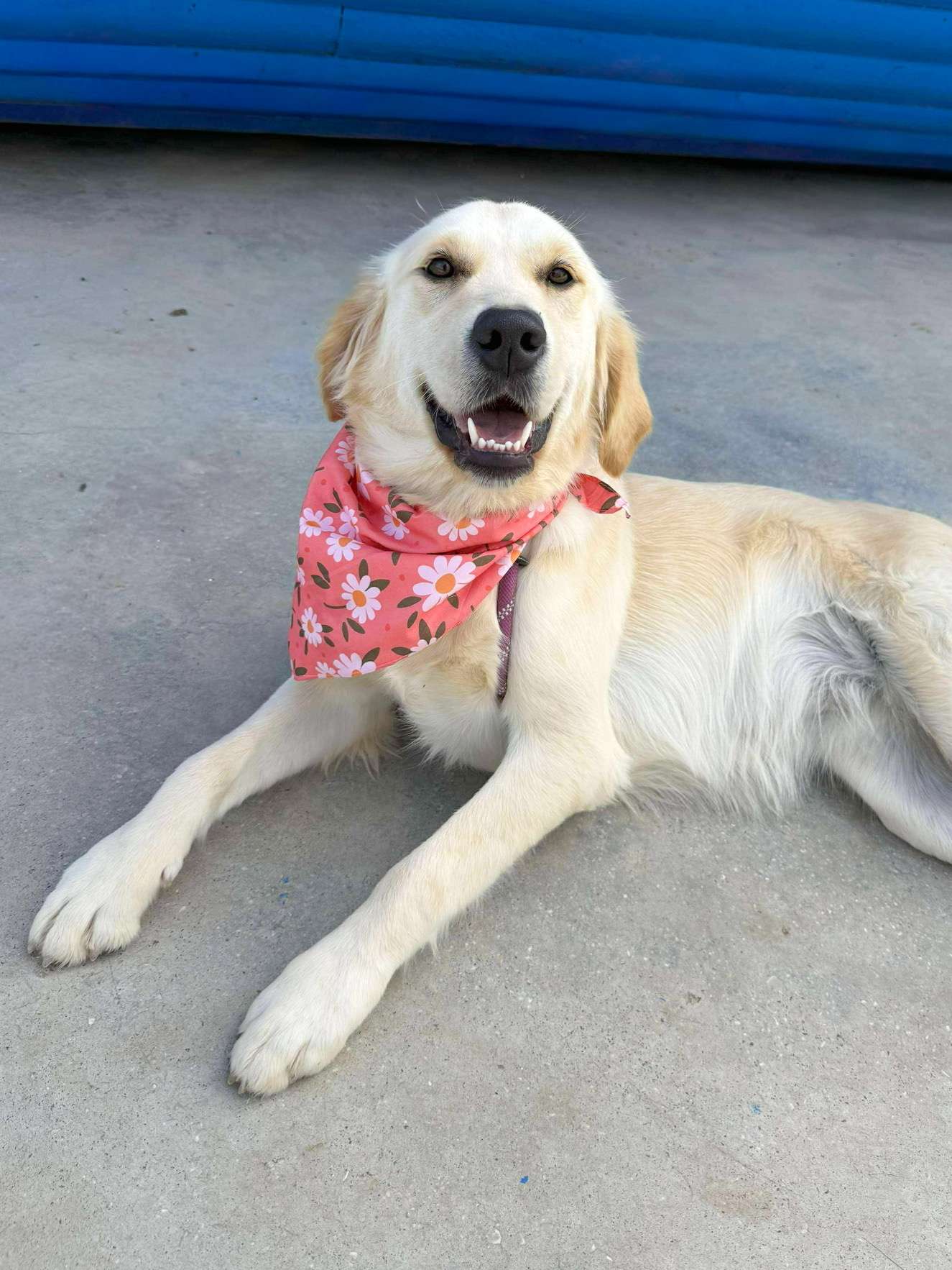 Apricot - Application Limit Exceeded