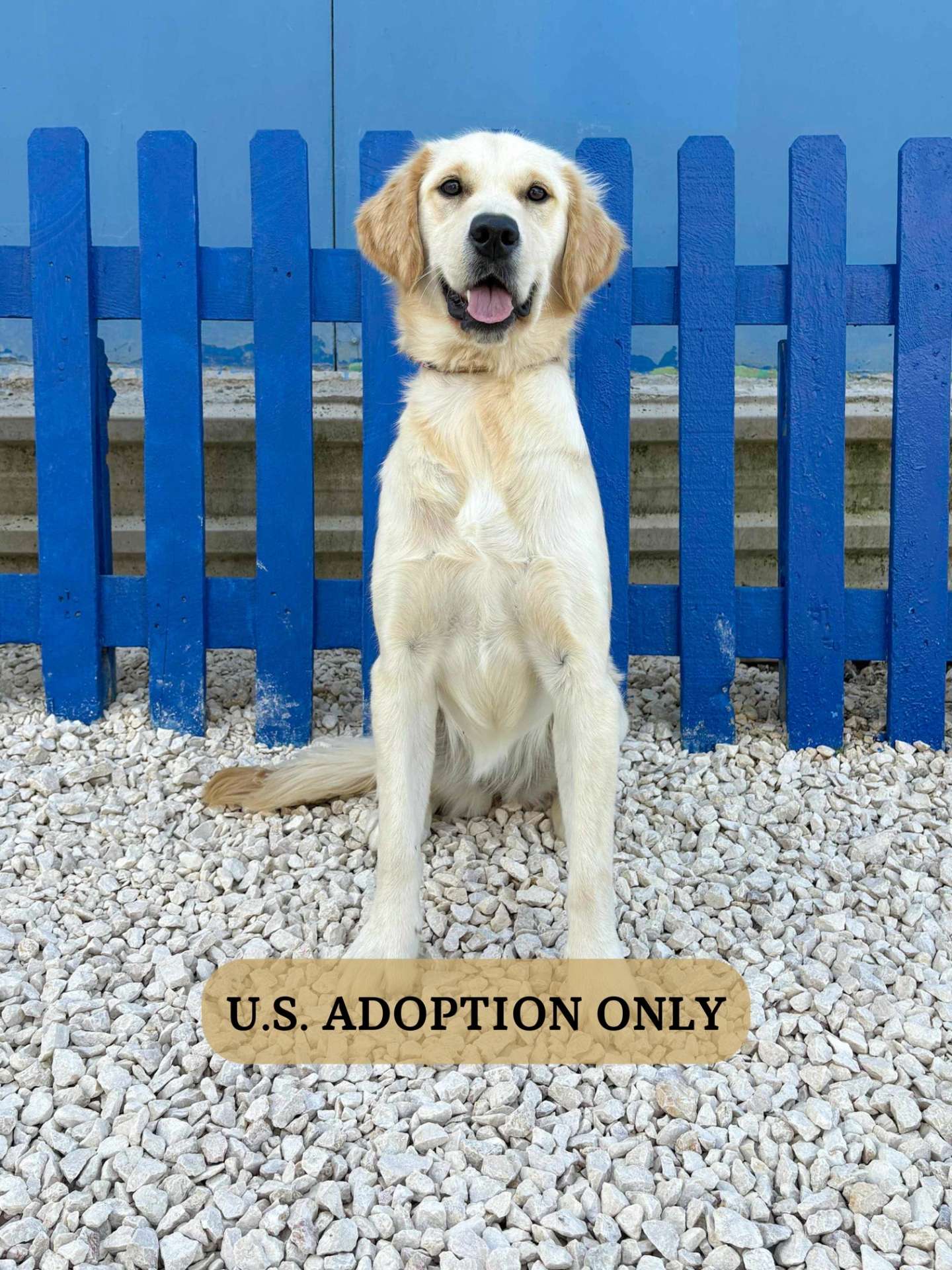 Apricot - Application Limit Exceeded