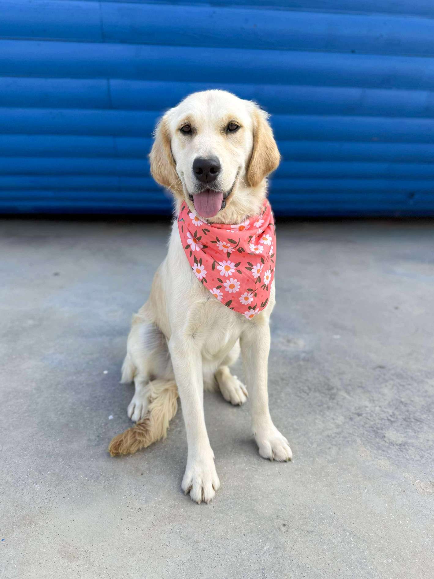 Apricot - Application Limit Exceeded