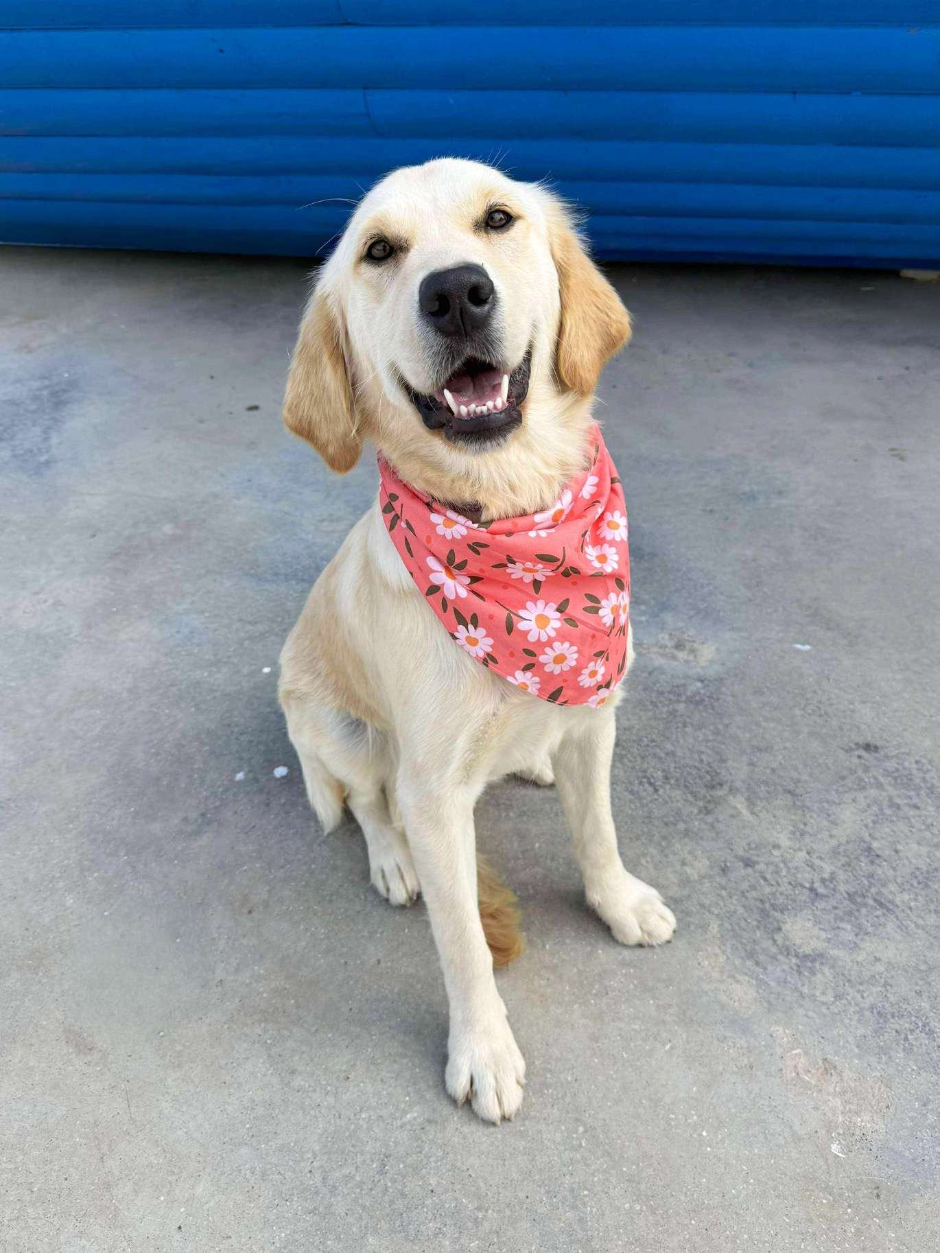 Apricot - Application Limit Exceeded