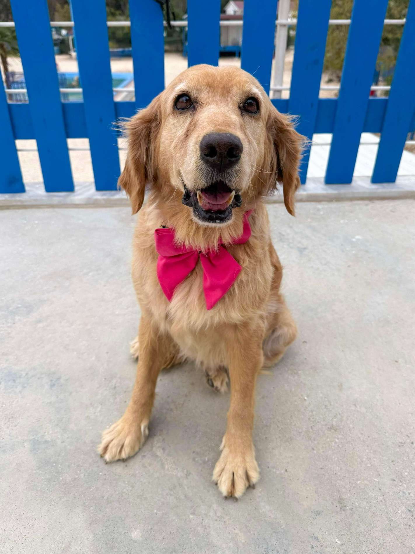 Hazel - Application Limit Exceeded