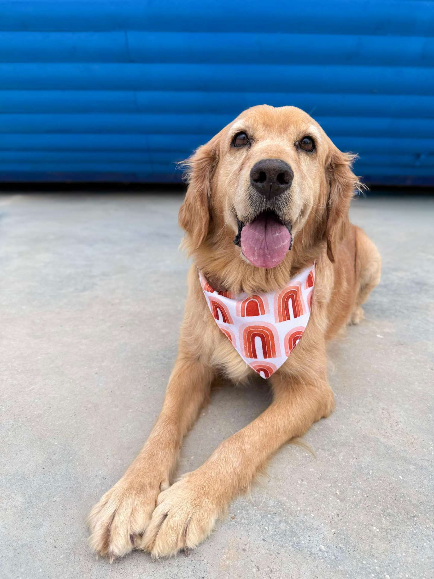 Hazel - Application Limit Exceeded