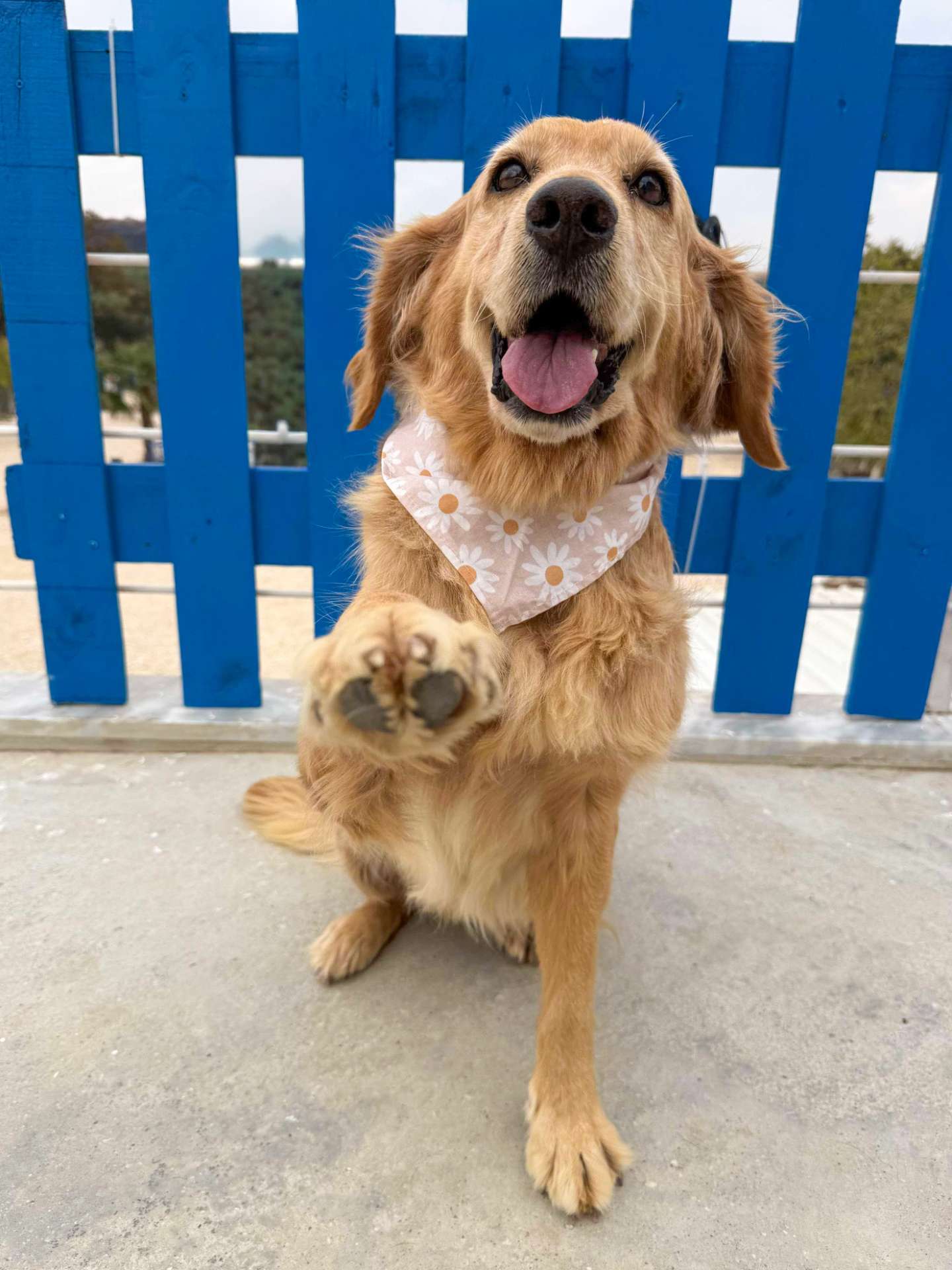 Hazel - Application Limit Exceeded