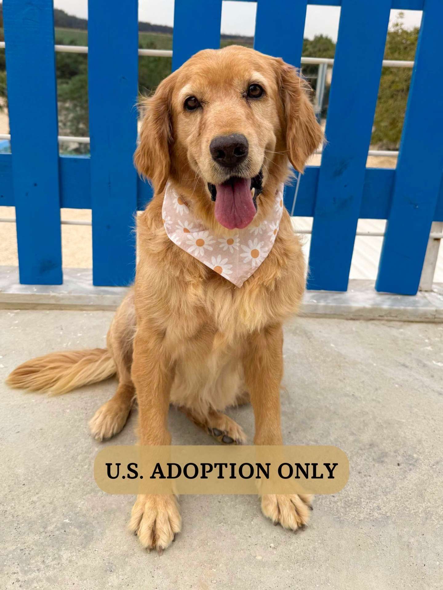 Hazel - Application Limit Exceeded