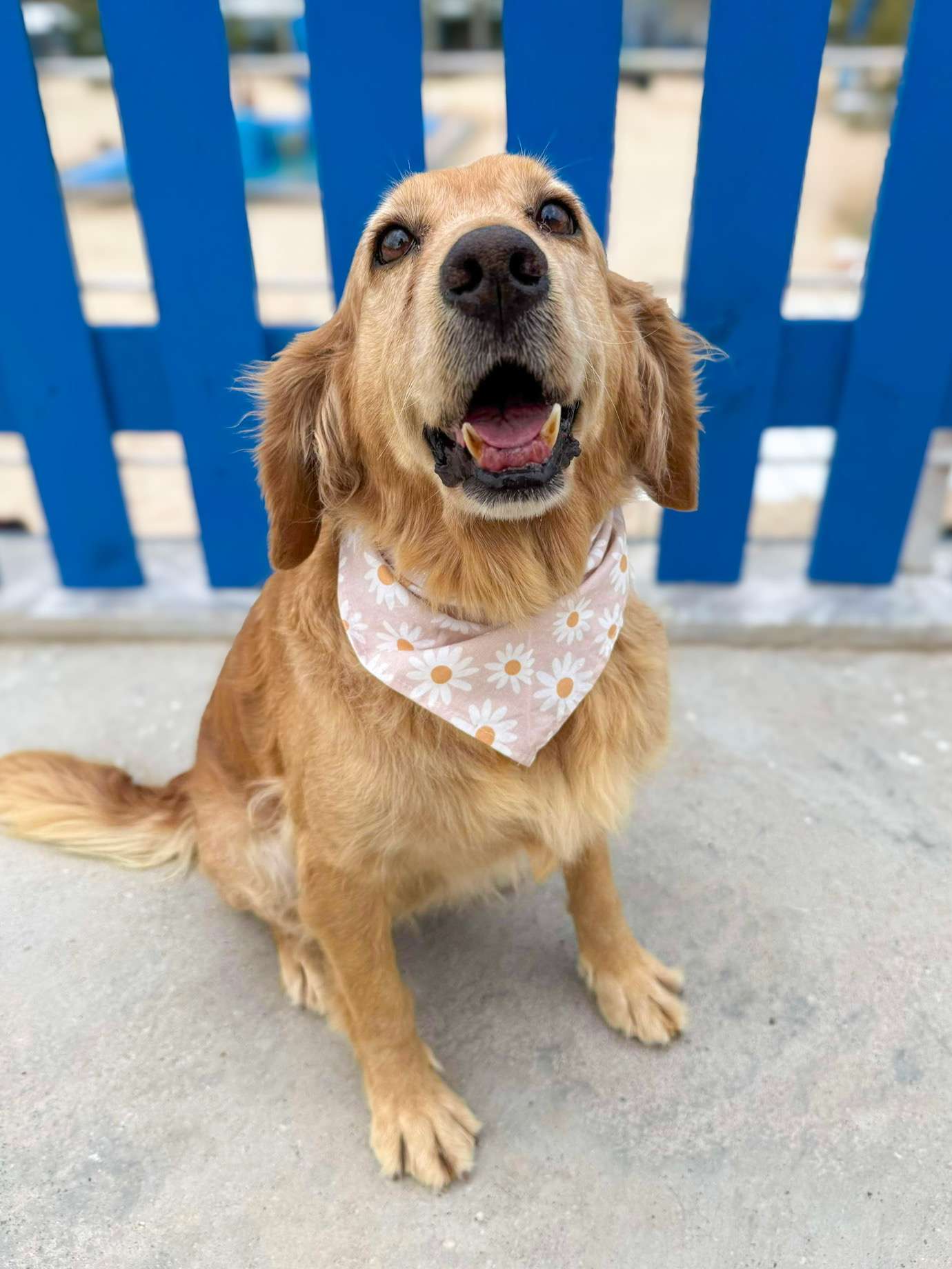 Hazel - Application Limit Exceeded