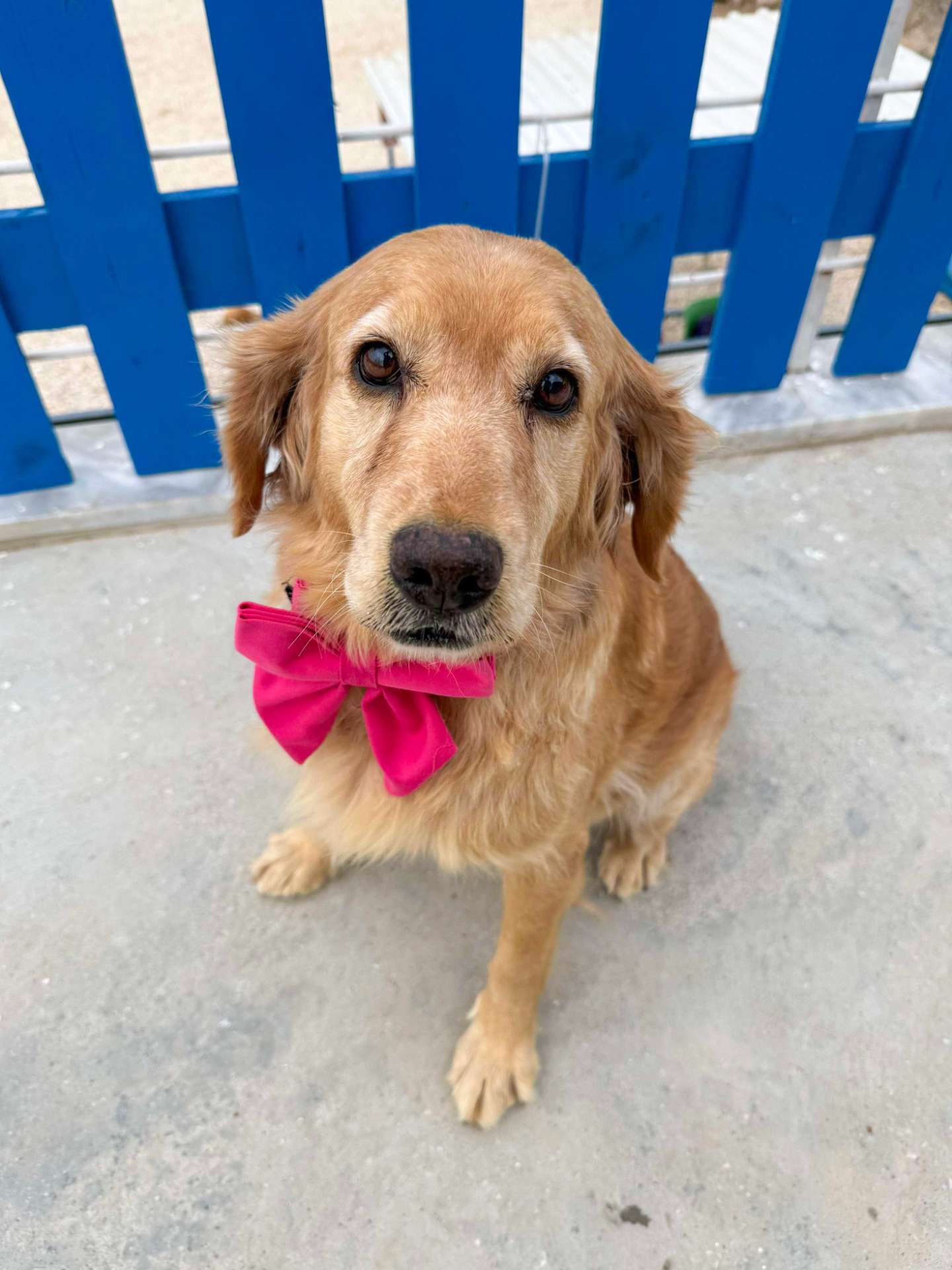 Hazel - Application Limit Exceeded