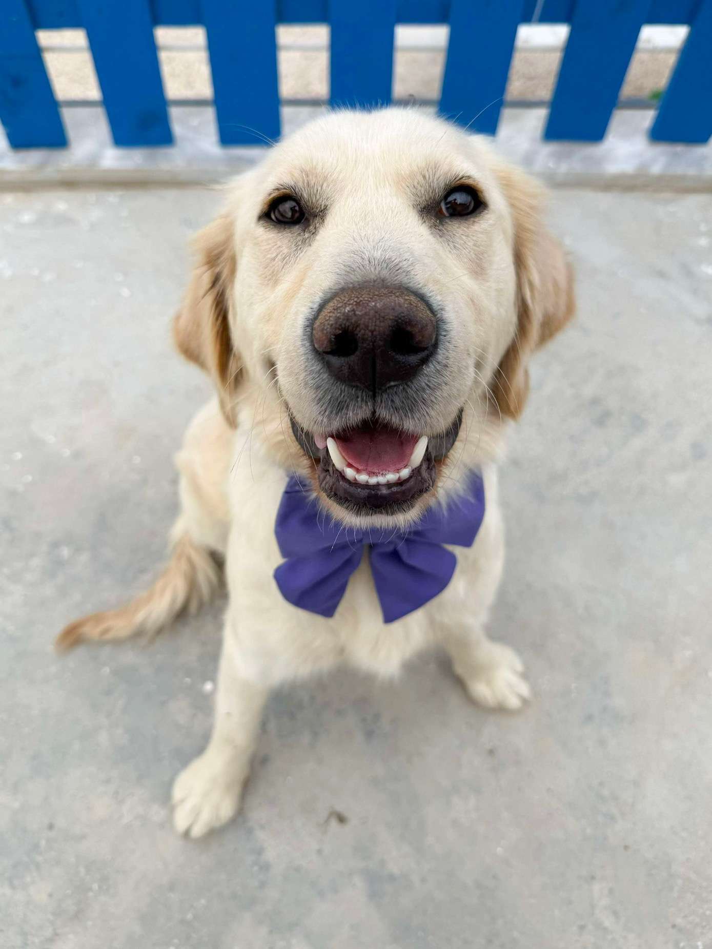 Ali - Application Limit Exceeded